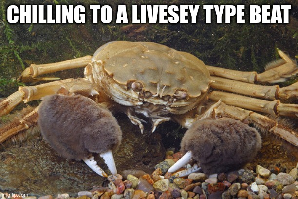 Mitten Crab | CHILLING TO A LIVESEY TYPE BEAT | image tagged in mitten crab | made w/ Imgflip meme maker