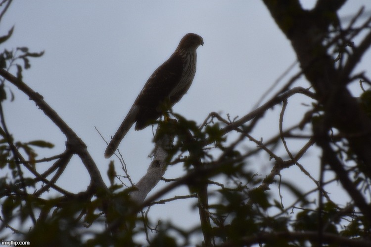 hawk silhouette | image tagged in hawk  silhouette | made w/ Imgflip meme maker