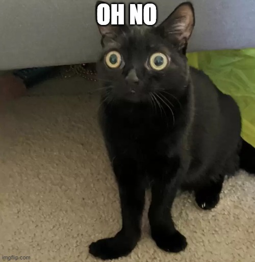 black cat oh no V2 | OH NO | image tagged in black cat oh no v2 | made w/ Imgflip meme maker