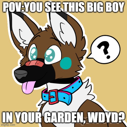 No joke and NO ERP JEEZ HE'S A DOG FOR LORD SAKE | POV:YOU SEE THIS BIG BOY; IN YOUR GARDEN, WDYD? | image tagged in doggo,lycan,dont worry jackson is not in this rp | made w/ Imgflip meme maker