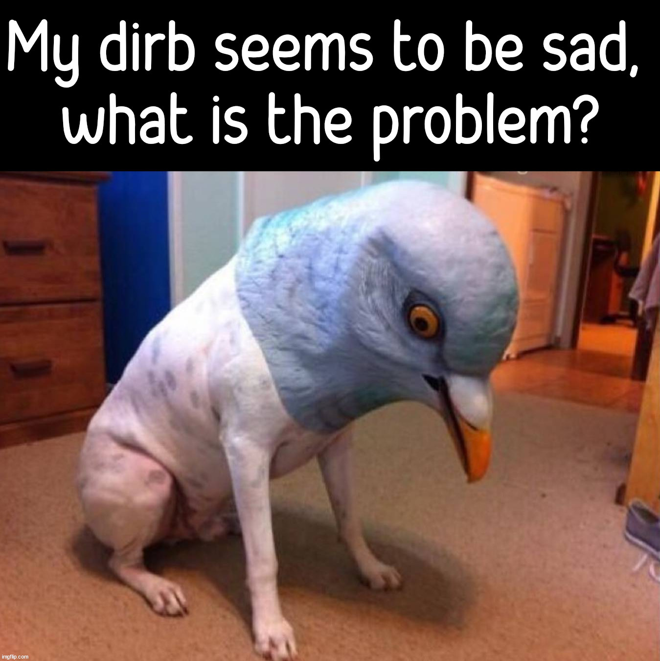 Dog + Bird = Dirb | image tagged in bird,dog | made w/ Imgflip meme maker