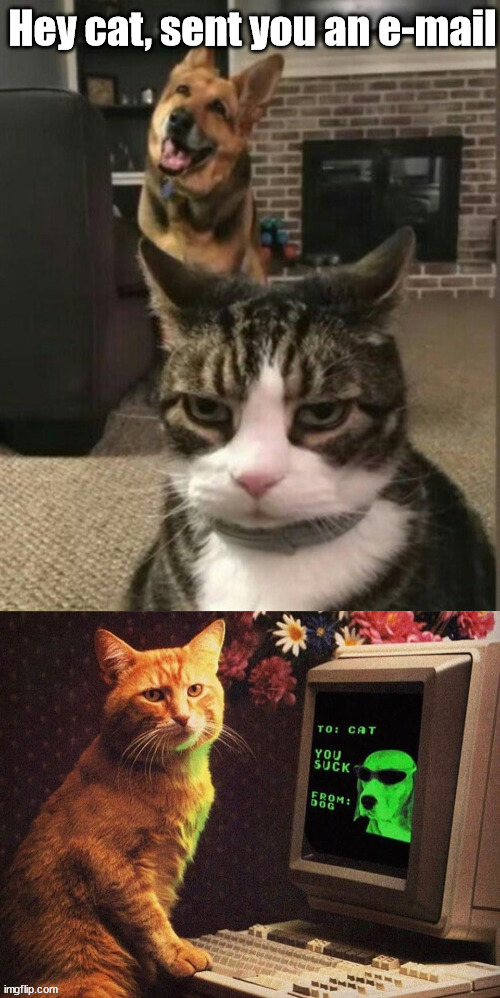 image tagged in cats | made w/ Imgflip meme maker