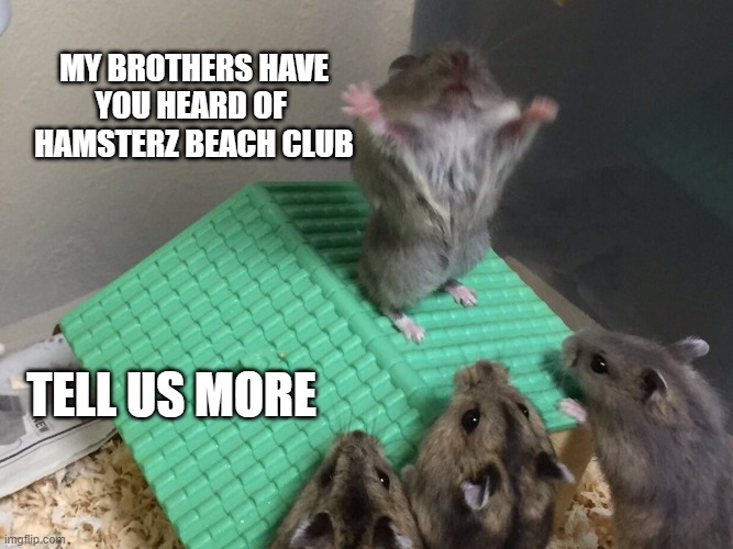 Hamster King of the Mountain | MY BROTHERS HAVE
YOU HEARD OF 
HAMSTERZ BEACH CLUB; TELL US MORE | image tagged in hamster king of the mountain | made w/ Imgflip meme maker