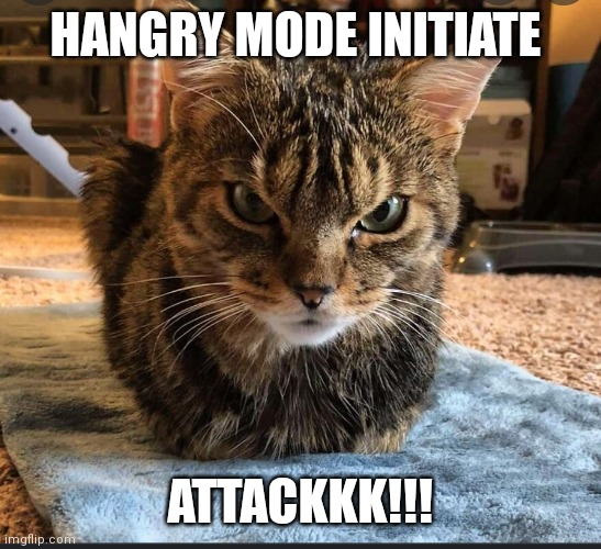 Hangry attack cat | HANGRY MODE INITIATE; ATTACKKK!!! | image tagged in hangry attack cat | made w/ Imgflip meme maker