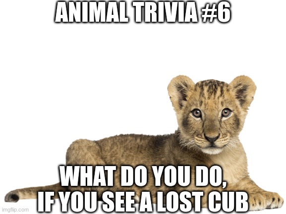 No Chinese stuff | ANIMAL TRIVIA #6; WHAT DO YOU DO, IF YOU SEE A LOST CUB | made w/ Imgflip meme maker