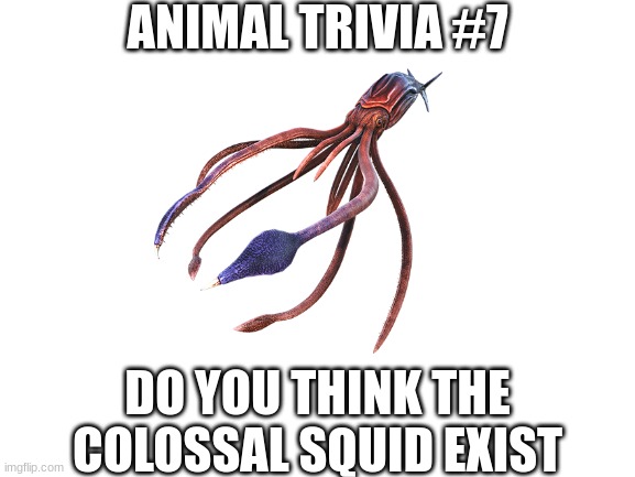 Blank White Template | ANIMAL TRIVIA #7; DO YOU THINK THE COLOSSAL SQUID EXIST | image tagged in blank white template | made w/ Imgflip meme maker