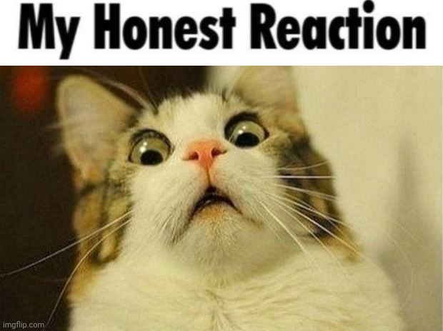 Scared Cat Meme | image tagged in memes,scared cat | made w/ Imgflip meme maker