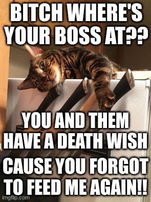 BITCH WHERE'S YOUR BOSS AT?? YOU AND THEM HAVE A DEATH WISH; CAUSE YOU FORGOT TO FEED ME AGAIN!! | image tagged in cat,knife | made w/ Imgflip meme maker