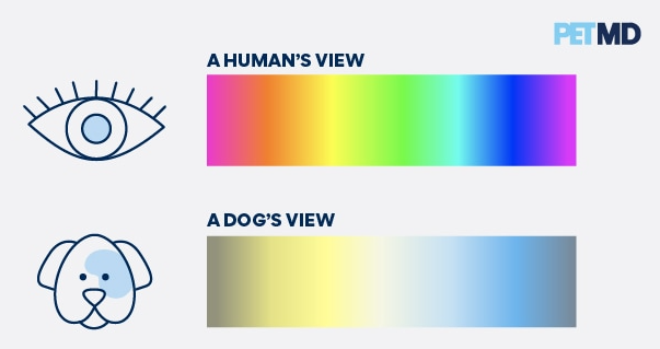 High Quality Dogs Humans color-blindness sanity viewpoint perception Blank Meme Template