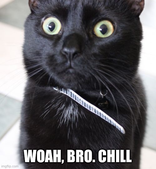 Woah Kitty Meme | WOAH, BRO. CHILL | image tagged in memes,woah kitty | made w/ Imgflip meme maker