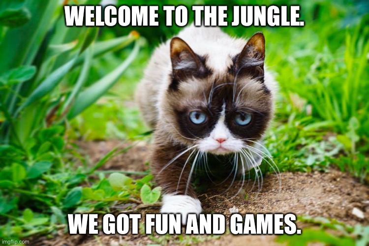 Jungle cat | WELCOME TO THE JUNGLE. WE GOT FUN AND GAMES. | image tagged in grumpy cat in a jungle | made w/ Imgflip meme maker