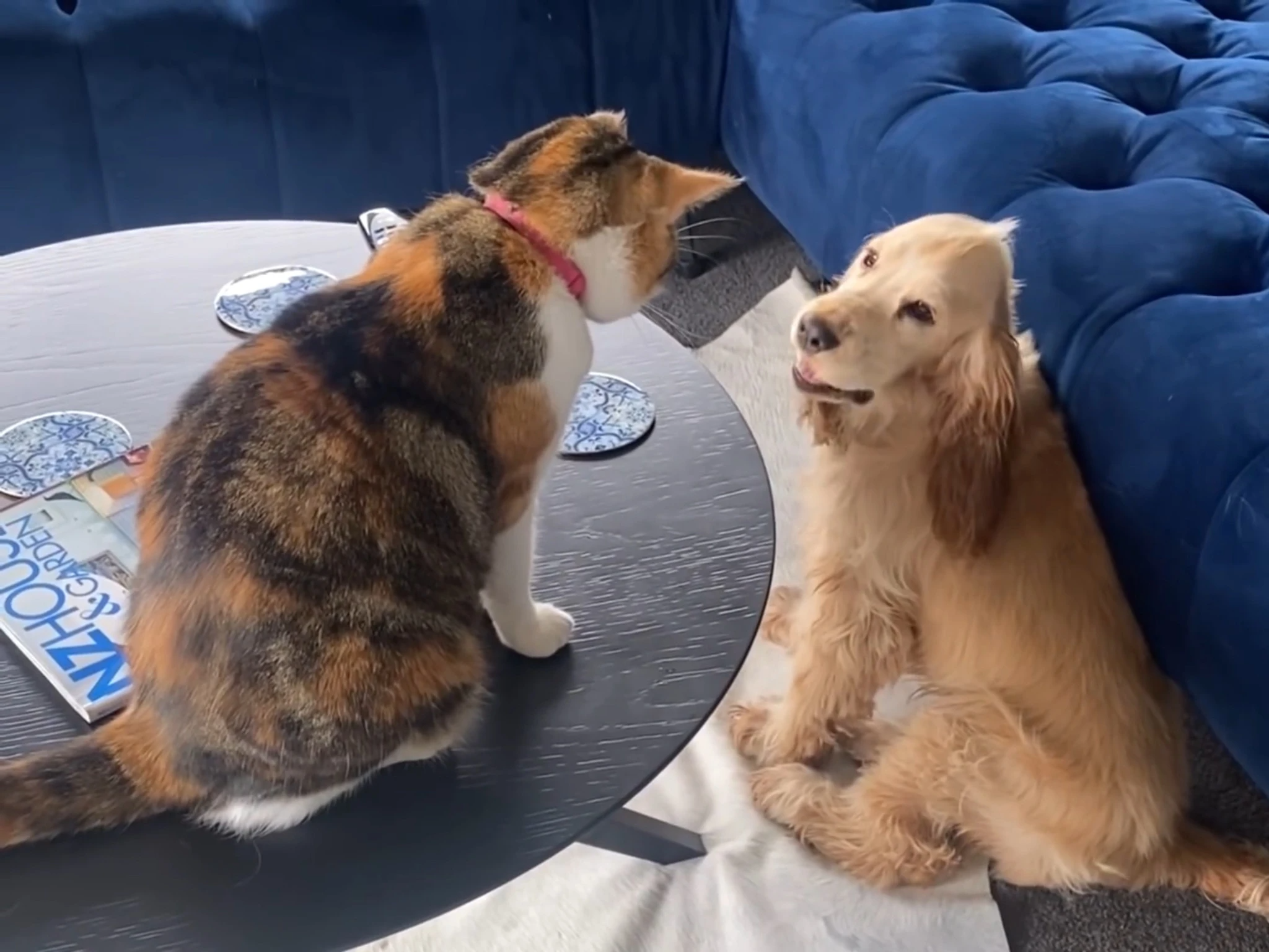 cat looking down at dog Blank Meme Template