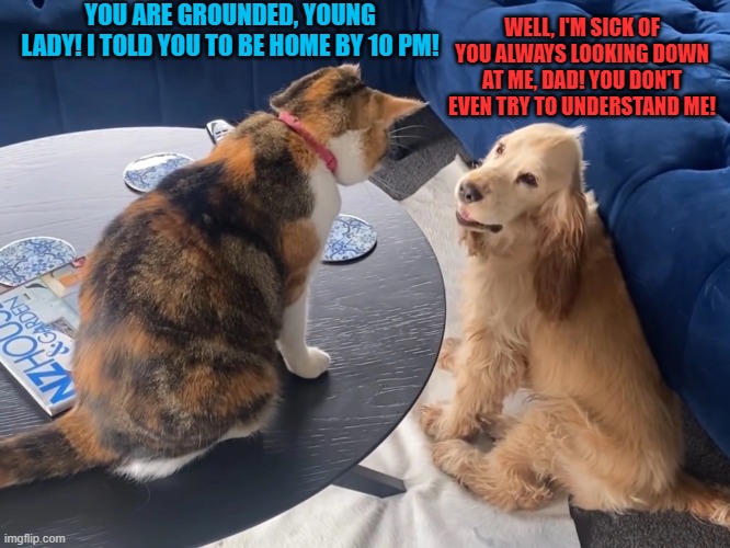 if pets were like people... |  YOU ARE GROUNDED, YOUNG LADY! I TOLD YOU TO BE HOME BY 10 PM! WELL, I'M SICK OF YOU ALWAYS LOOKING DOWN AT ME, DAD! YOU DON'T EVEN TRY TO UNDERSTAND ME! | image tagged in cat looking down at dog,cat,dog,drama | made w/ Imgflip meme maker