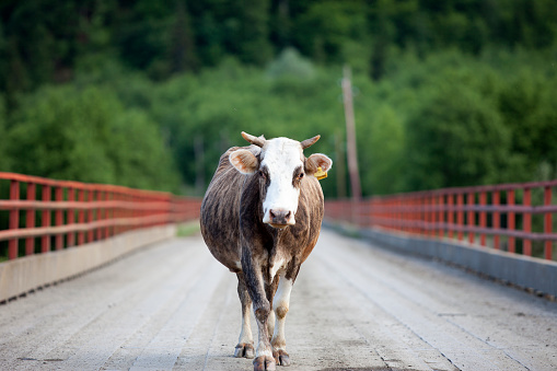 Cow On Bridge Stock Photo Blank Meme Template