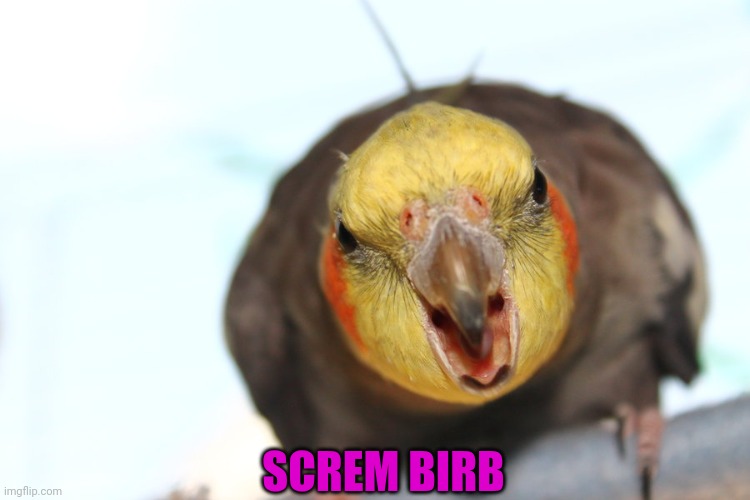 Screm Birb | SCREM BIRB | image tagged in screm birb | made w/ Imgflip meme maker