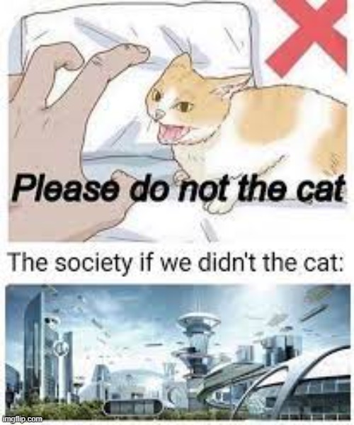 image tagged in please do not the cat | made w/ Imgflip meme maker