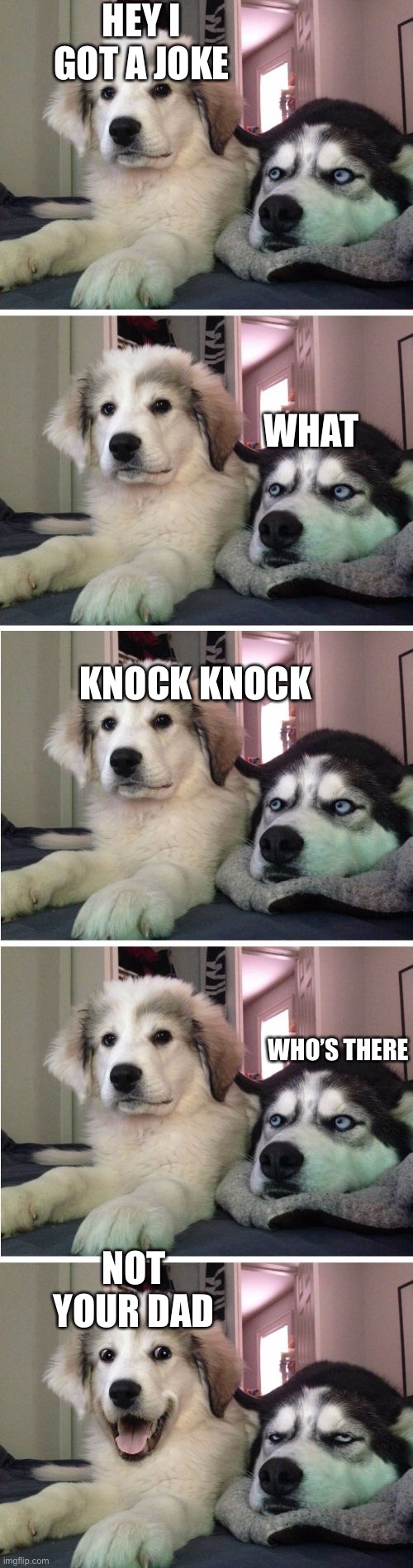 Knock Knock Dogs | HEY I GOT A JOKE; WHAT; KNOCK KNOCK; WHO’S THERE; NOT YOUR DAD | image tagged in knock knock dogs | made w/ Imgflip meme maker