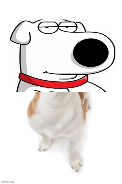 jack russell | image tagged in jack russell | made w/ Imgflip meme maker
