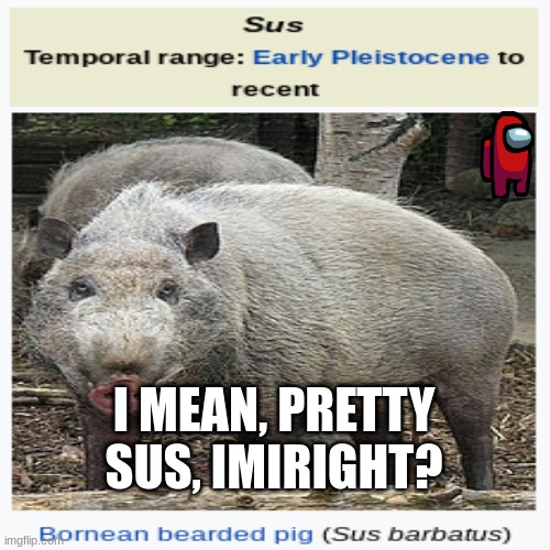 SUS | I MEAN, PRETTY SUS, IMIRIGHT? | image tagged in sus,pig | made w/ Imgflip meme maker