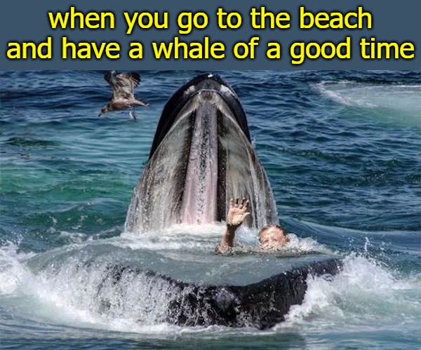 when you go to the beach and have a whale of a good time | image tagged in image tag | made w/ Imgflip meme maker