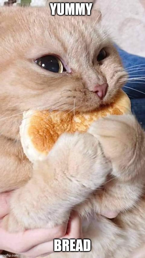 Cat eating bread | YUMMY; BREAD | image tagged in cat eating bread | made w/ Imgflip meme maker