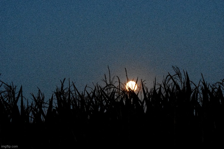 moon through the corn | image tagged in moon,corn | made w/ Imgflip meme maker