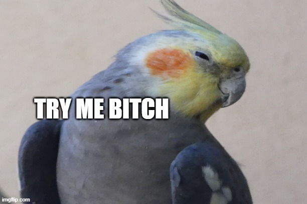 parot | TRY ME BITCH | image tagged in birds | made w/ Imgflip meme maker