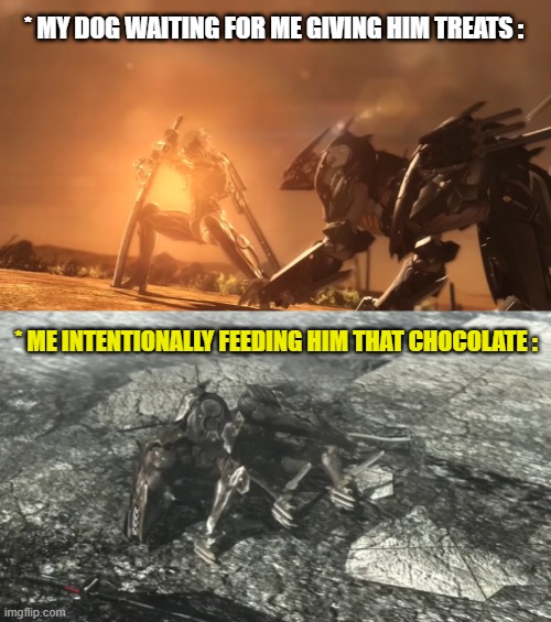 Oops | * MY DOG WAITING FOR ME GIVING HIM TREATS :; * ME INTENTIONALLY FEEDING HIM THAT CHOCOLATE : | image tagged in dog,metal gear,metal gear rising,chocolate | made w/ Imgflip meme maker