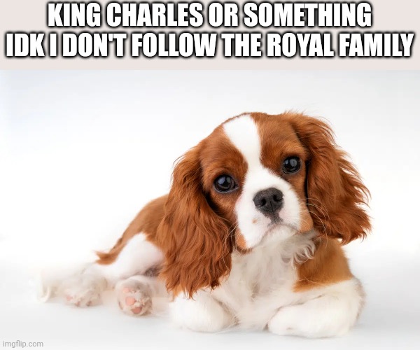 KING CHARLES OR SOMETHING IDK I DON'T FOLLOW THE ROYAL FAMILY | image tagged in memes,dog,england,royal family,united kingdom | made w/ Imgflip meme maker
