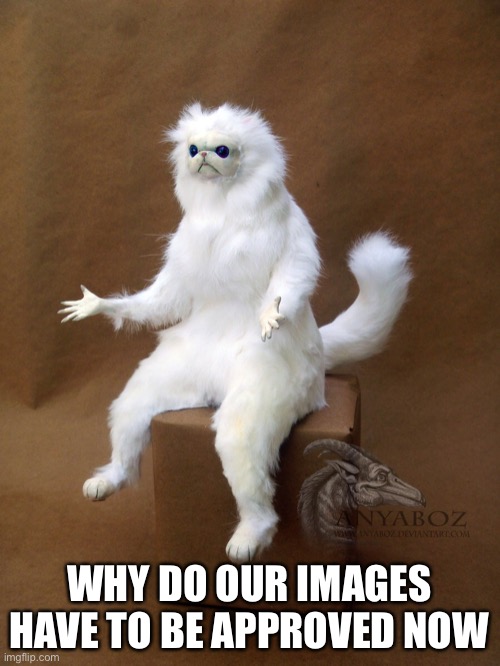 Persian Cat Room Guardian Single | WHY DO OUR IMAGES HAVE TO BE APPROVED NOW | image tagged in memes,persian cat room guardian single | made w/ Imgflip meme maker