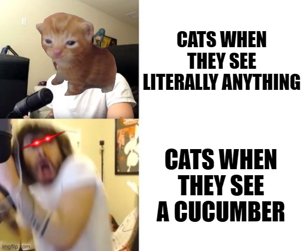 Penguinz0 | CATS WHEN THEY SEE LITERALLY ANYTHING; CATS WHEN THEY SEE A CUCUMBER | image tagged in penguinz0 | made w/ Imgflip meme maker