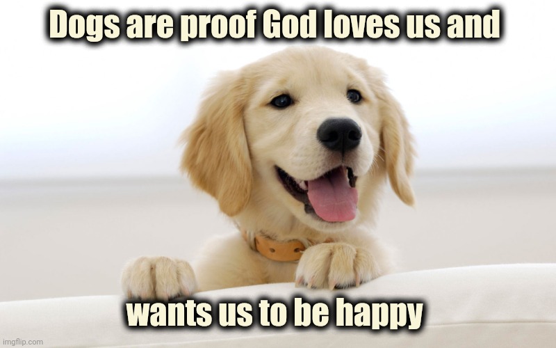 Cute dog idiot | Dogs are proof God loves us and wants us to be happy | image tagged in cute dog idiot | made w/ Imgflip meme maker