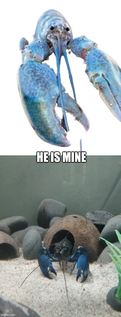 HE IS MINE | image tagged in hattie the cotton candy blue lobster staring at you | made w/ Imgflip meme maker