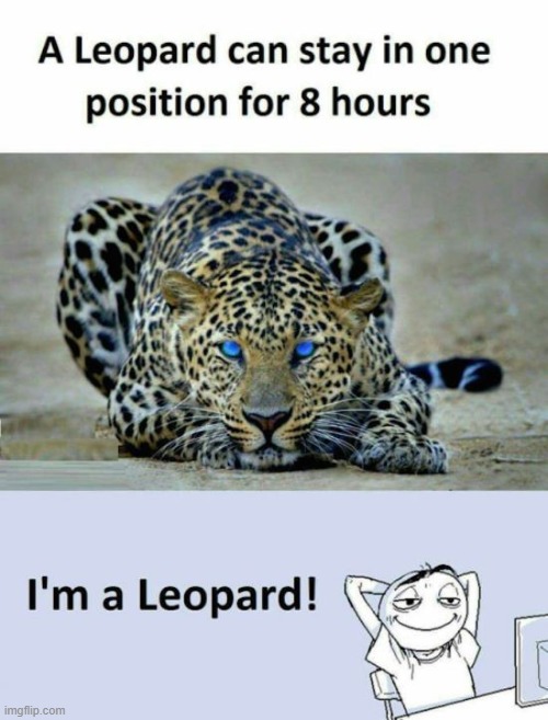 image tagged in memes | made w/ Imgflip meme maker