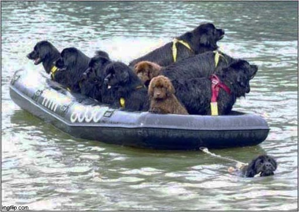 Newfoundland Boat Trip ! | image tagged in dogs,newfoundland,boating | made w/ Imgflip meme maker