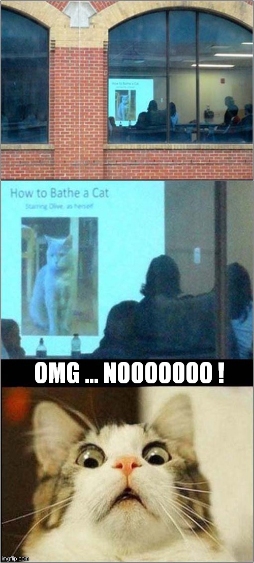 What Are They Watching ? | OMG ... NOOOOOOO ! | image tagged in cats,video,bath time,noooooo | made w/ Imgflip meme maker