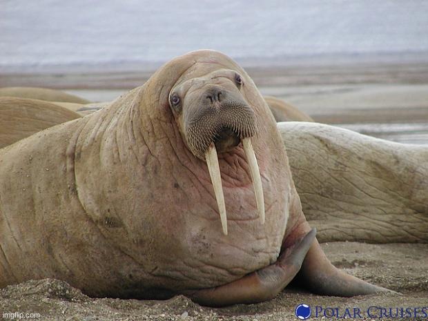 Walrus | image tagged in walrus | made w/ Imgflip meme maker