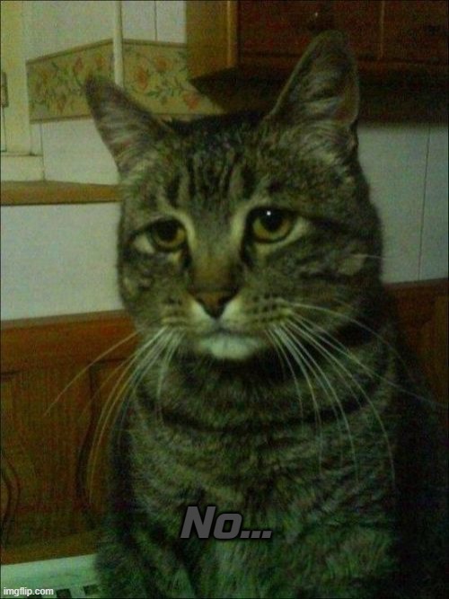 Depressed Cat Meme | No... | image tagged in memes,depressed cat | made w/ Imgflip meme maker