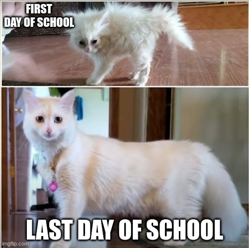 'Nimbus, the kitty, leveled up from Crinkled Tissue to Supermodel" got this from an Emkay video! | FIRST DAY OF SCHOOL; LAST DAY OF SCHOOL | image tagged in kityyy,school | made w/ Imgflip meme maker