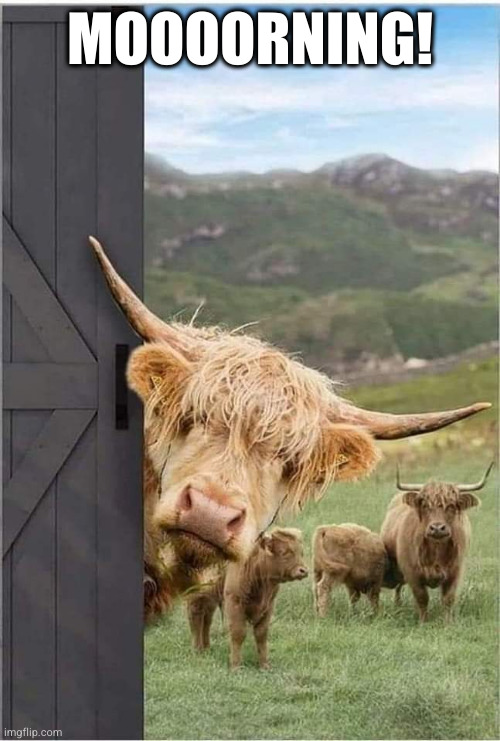 Good Morning |  MOOOORNING! | image tagged in good morning,bull,cow,moo,hey | made w/ Imgflip meme maker