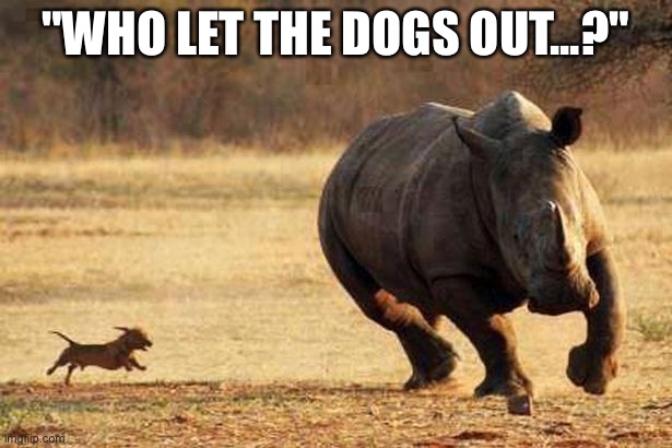 Rhino dog | "WHO LET THE DOGS OUT...?" | image tagged in rhino running from small dog,dog | made w/ Imgflip meme maker