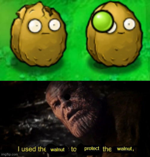 walnut; protect; walnut | image tagged in i used the stones to destroy the stones | made w/ Imgflip meme maker