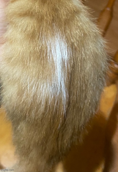 My cat has what seems like a backwards L on his back what does this mean? | made w/ Imgflip meme maker