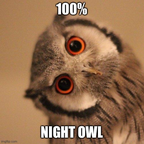 inquisitve owl | 100%; NIGHT OWL | image tagged in inquisitve owl | made w/ Imgflip meme maker