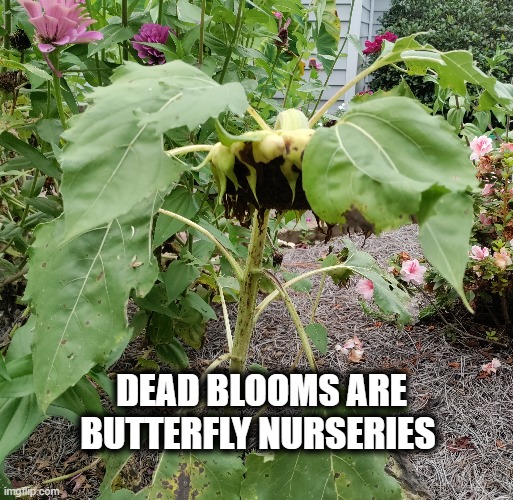 Butterfly love | DEAD BLOOMS ARE BUTTERFLY NURSERIES | image tagged in butterflies | made w/ Imgflip meme maker