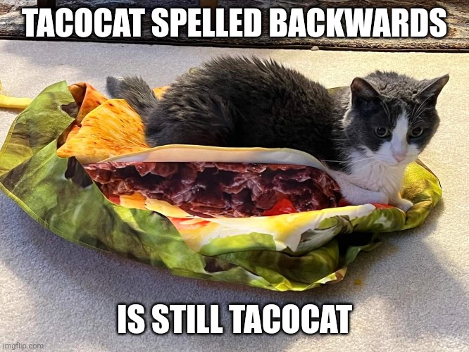 Tacocat | TACOCAT SPELLED BACKWARDS; IS STILL TACOCAT | image tagged in tacocat,cat,taco,cat taco | made w/ Imgflip meme maker