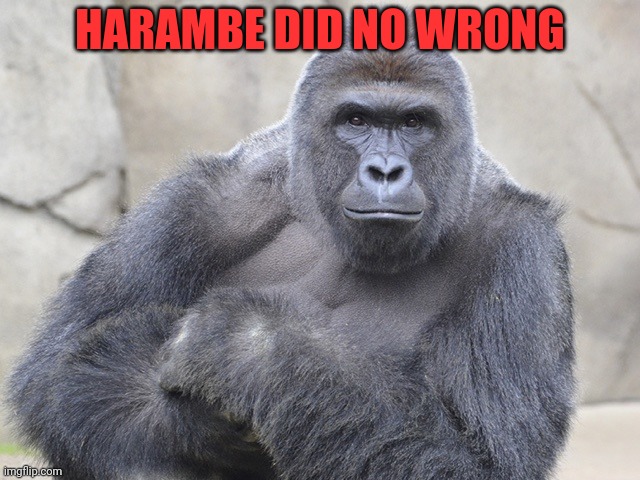 When monkee | HARAMBE DID NO WRONG | image tagged in harambe,monkee | made w/ Imgflip meme maker