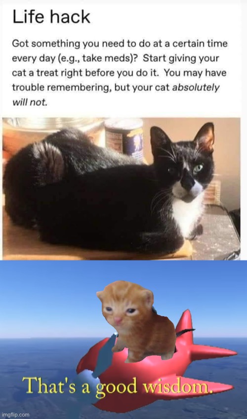 Wise cadvice | image tagged in that's a good wisdom,advice,cat,wise | made w/ Imgflip meme maker