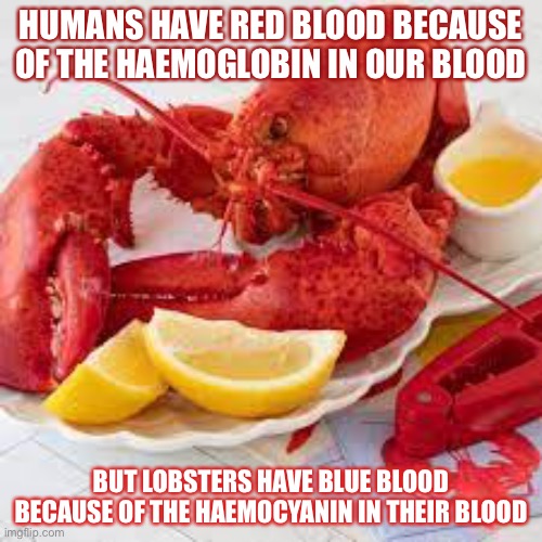 Some animals have green or purple blood | HUMANS HAVE RED BLOOD BECAUSE OF THE HAEMOGLOBIN IN OUR BLOOD; BUT LOBSTERS HAVE BLUE BLOOD BECAUSE OF THE HAEMOCYANIN IN THEIR BLOOD | image tagged in lobster,blood | made w/ Imgflip meme maker