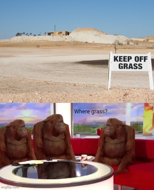No grass | Where grass? | image tagged in where monkey,grass,you had one job,memes,meme,fail | made w/ Imgflip meme maker